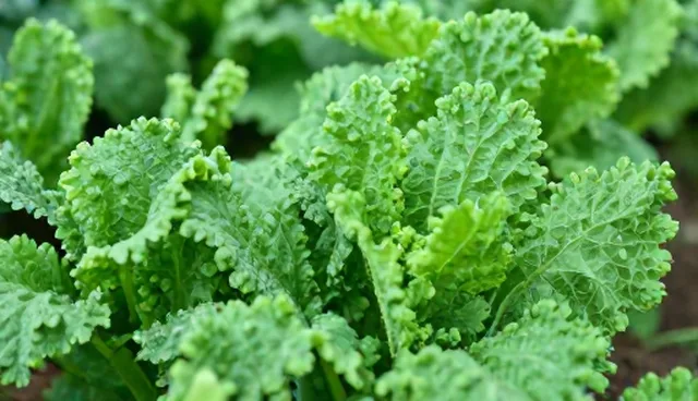直播运营的性能与适用条件比较,如何选择适合的方案